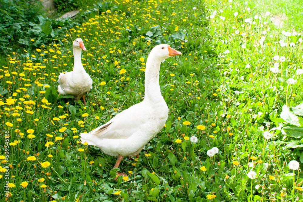 Obraz premium domestic geese on a green meadow. Summer green rural farm landscape. Geese in the grass, domestic bird, flock of geese