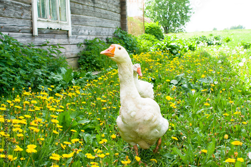 domestic geese on a green meadow. Summer green rural farm landscape. Geese in the grass, domestic bird, flock of geese