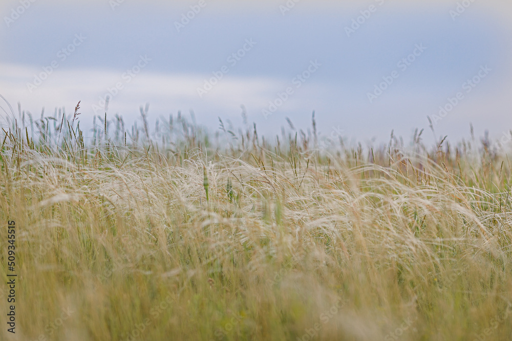Fototapeta premium grass on the beach