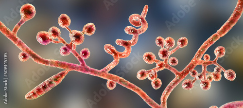Fungi Trichophyton mentagrophytes, 3D illustration photo