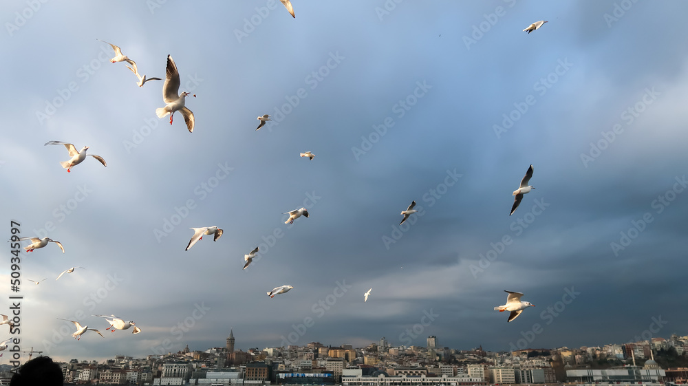 Pigeons flying on the sky before a storm in Istanbul, Turkey