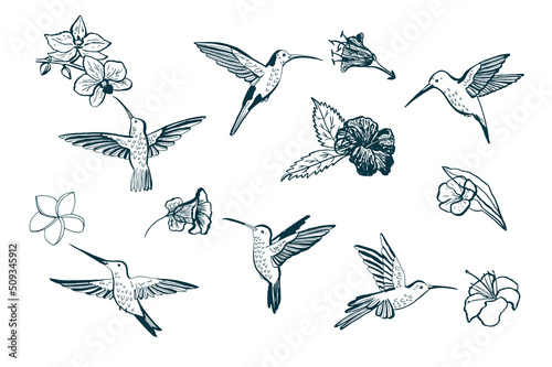 Colibri bird vector line illustrations set