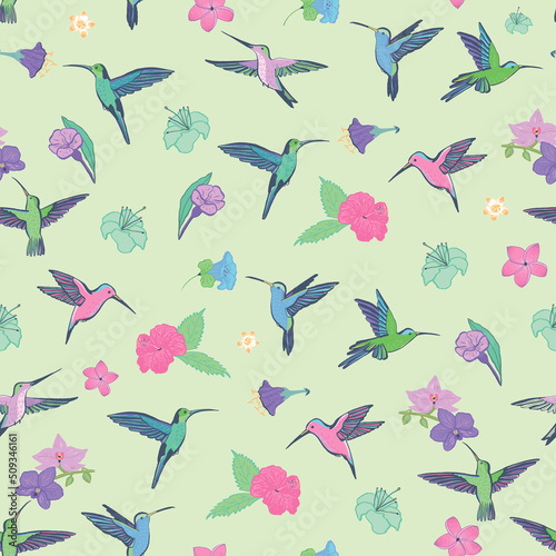 Colibri bird vector seamless pattern