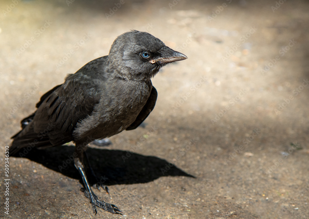 Wild bird jackdaw outdoors on the ground. Wild bird jackdaw outdoors on the ground.