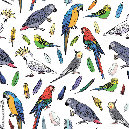 Parrot tropical bird vector seamless pattern