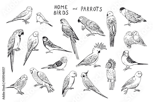 Parrot tropical bird vector illustrations set