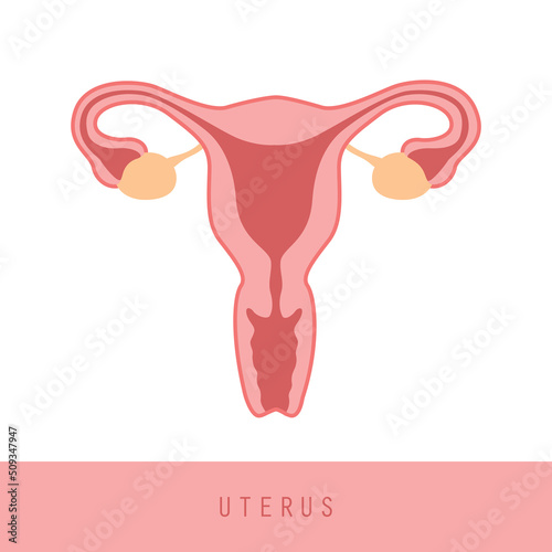 female reproductive system women uterus ovary icon