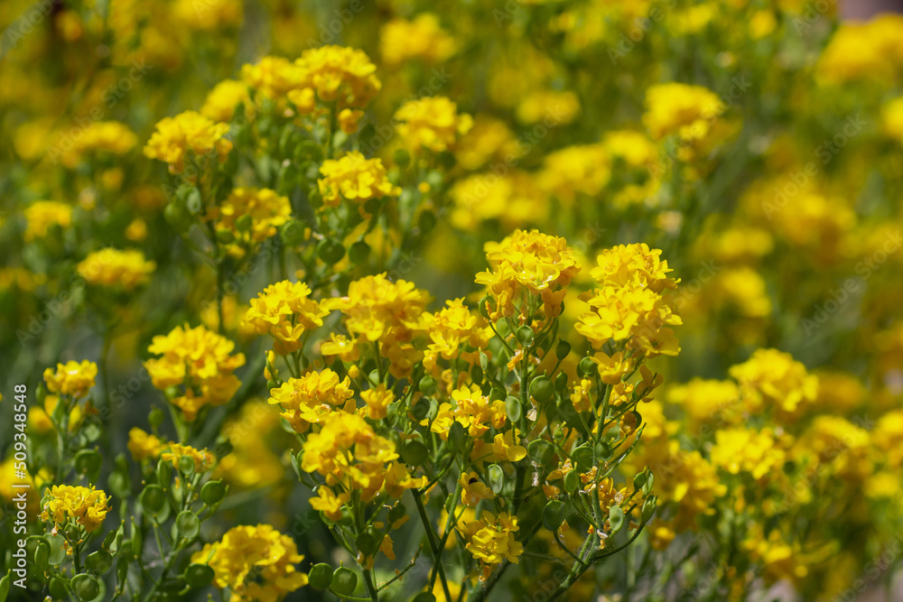 Summer background with many small yellow flowers