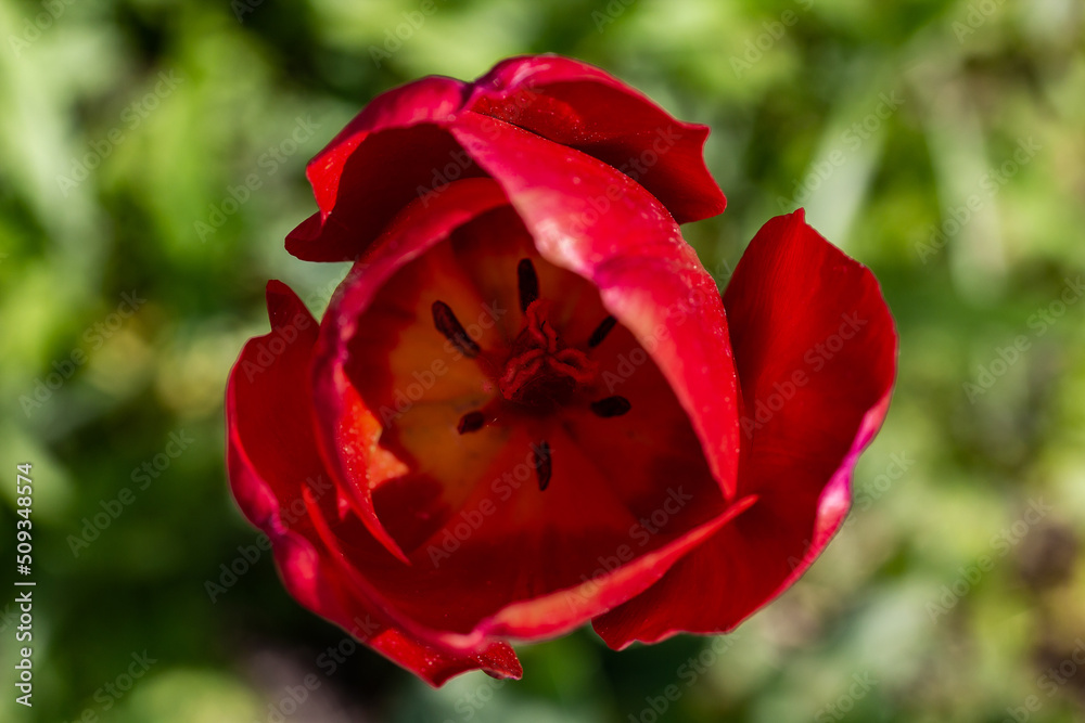 Close up of bright red Dutch tulip blooming in the garden on blurred green background. Top view, macro photography Close up of bright red Dutch tulip blooming in the garden on blurred green background. Top view, macro photography
