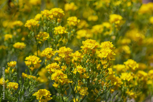 Summer background with many small yellow flowers