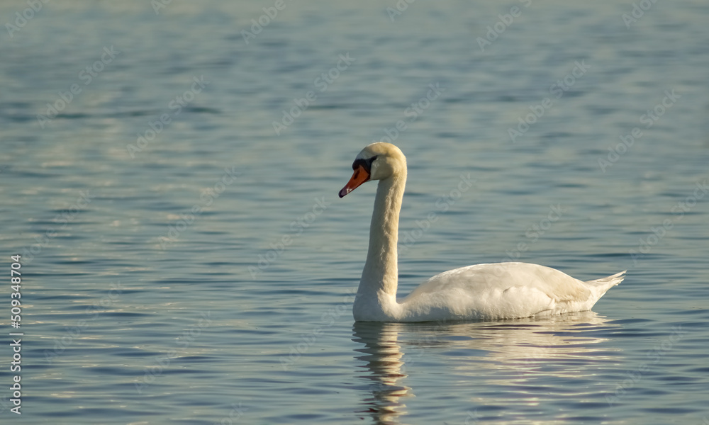 Mute swan (Cygnus olor), swan bird swims in the lake in the rays of the setting sun Mute swan (Cygnus olor), swan bird swims in the lake in the rays of the setting sun