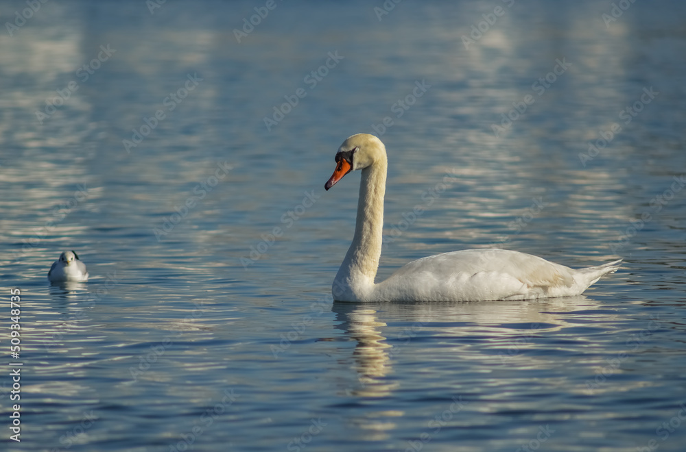 Mute swan (Cygnus olor), swan bird swims in the lake in the rays of the setting sun