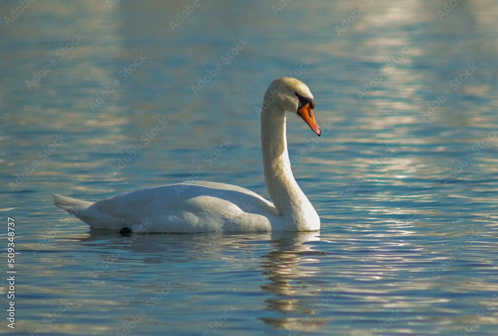 Mute swan (Cygnus olor), swan bird swims in the lake in the rays of the setting sun Mute swan (Cygnus olor), swan bird swims in the lake in the rays of the setting sun