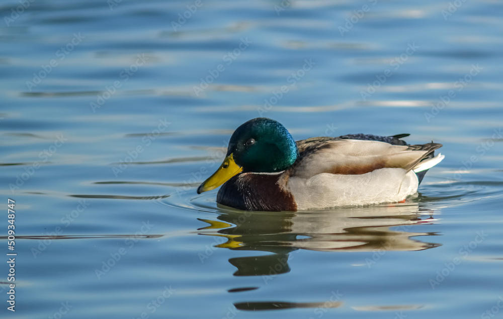 Male mallard duck anas platyrhynchos (Anas platyrhynchos). Male mallard duck anas platyrhynchos (Anas platyrhynchos).