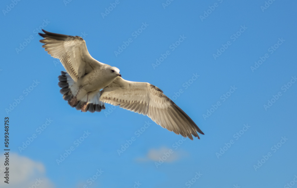 Obraz premium The black-headed gull (Chroicocephalus ridibundus) (Larus ridibundus). Bird in flight with its wings spread wide, Black Sea