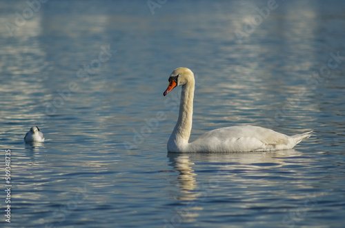 Mute swan (Cygnus olor), swan bird swims in the lake in the rays of the setting sun