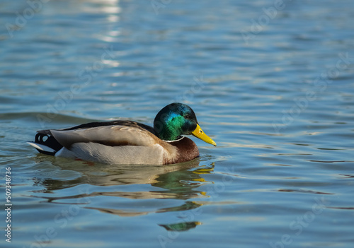 Male mallard duck anas platyrhynchos (Anas platyrhynchos).