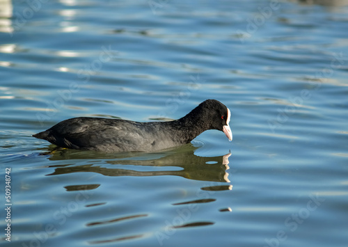 The Eurasian coot (Fulica atra), also known as coot. Birds of Ukraine.