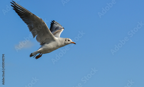 The black-headed gull  Chroicocephalus ridibundus   Larus ridibundus . Bird in flight with its wings spread wide  Black Sea