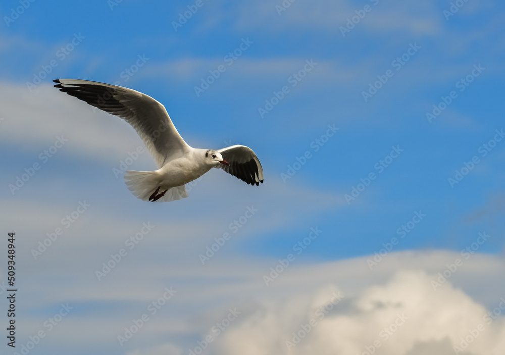 Obraz premium The black-headed gull (Chroicocephalus ridibundus) (Larus ridibundus). Bird in flight with its wings spread wide, Black Sea