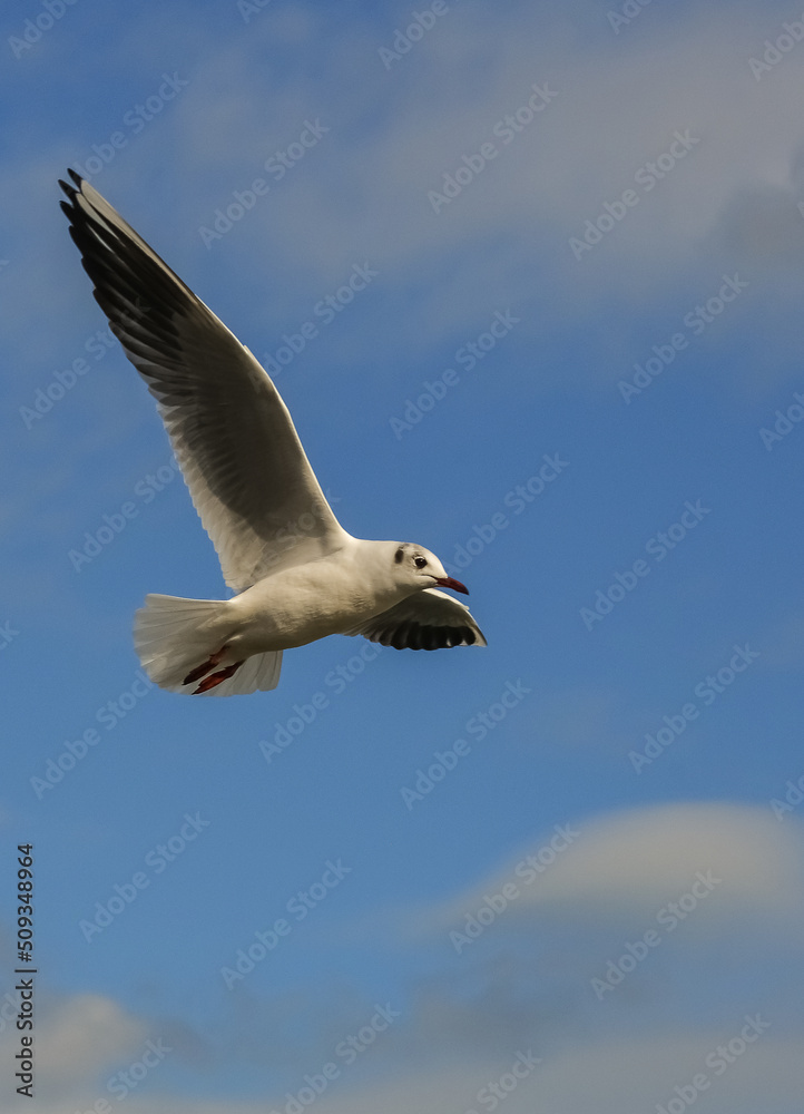 Obraz premium The black-headed gull (Chroicocephalus ridibundus) (Larus ridibundus). Bird in flight with its wings spread wide, Black Sea