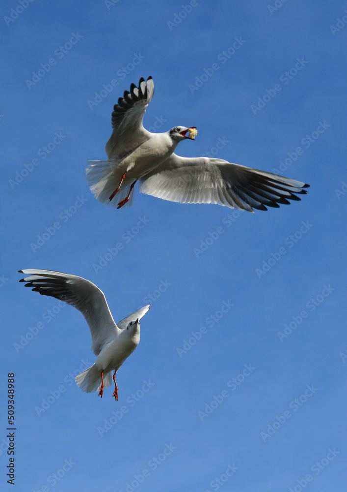 Obraz premium The black-headed gull (Chroicocephalus ridibundus) (Larus ridibundus). Bird in flight with its wings spread wide, Black Sea