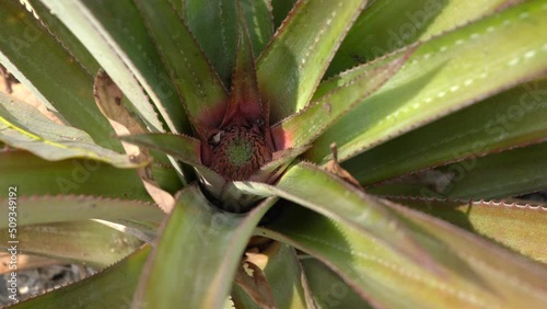 Wallpaper Mural Tiny Pineapple Growing In a Costa Rica Orchard Torontodigital.ca