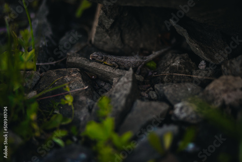 lizard in the forest