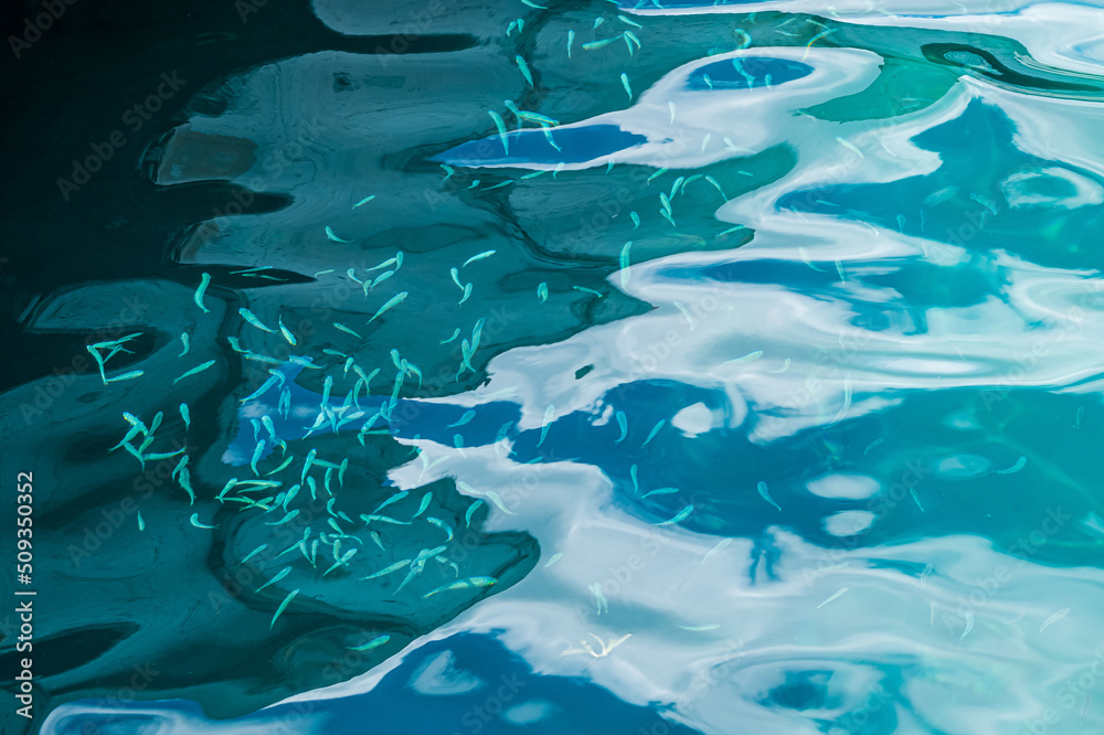 Tropical Fish Background Tropical Fish Background