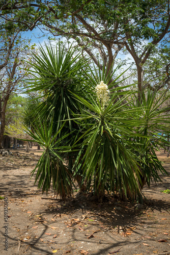 Flowering Palm