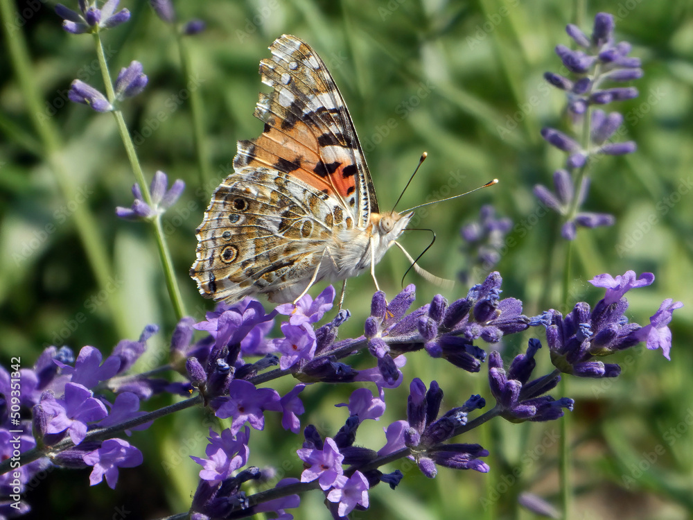 Butterfly standing on the flower in the meadow Butterfly standing on the flower in the meadow