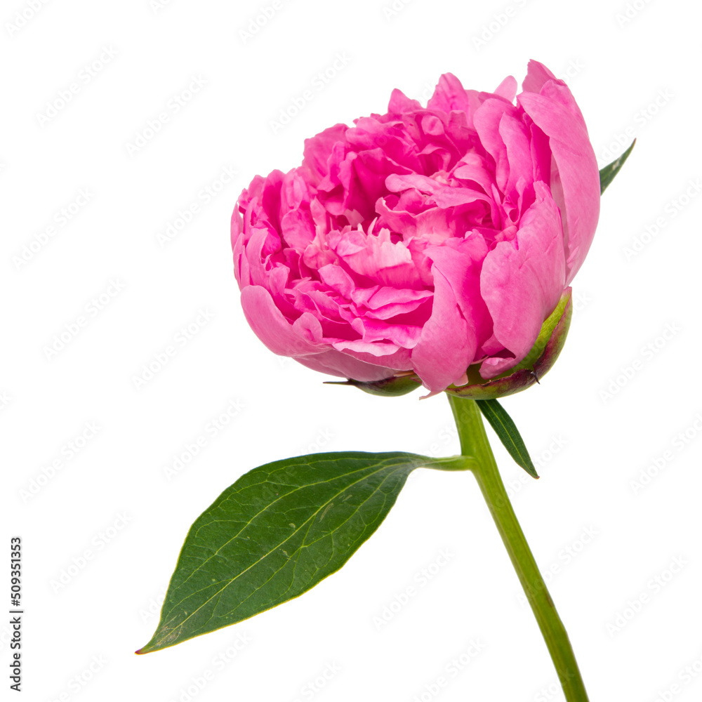 Pink spring bloom peony flower isolated on the white background