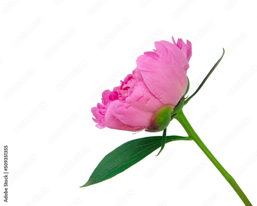 Pink spring bloom peony flower isolated on the white background