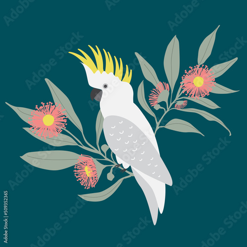 Native Exotic Australian Animals Parrot Cockatoo Isolated with Native Floral Eucalyptus Blossom Wattle