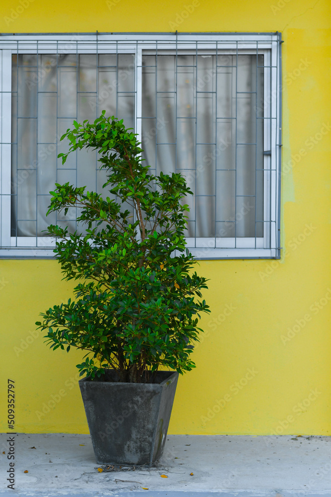Fototapeta premium window with plant