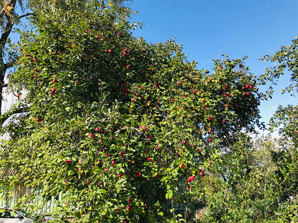Red apple tree produce fruit full effect in Trakai, Lithuania.