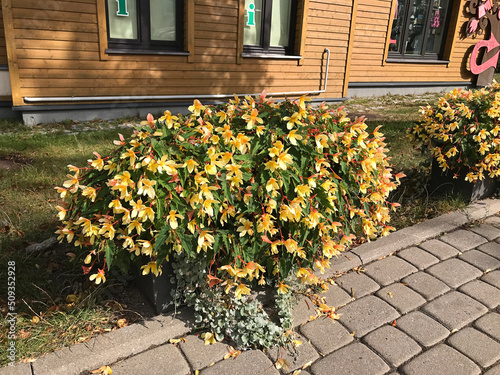 Planting Begonia boliviensis or Begonia mistral yellow or Begonia 'Groovy Mellow Yellow' in Trakai, Lithuania.