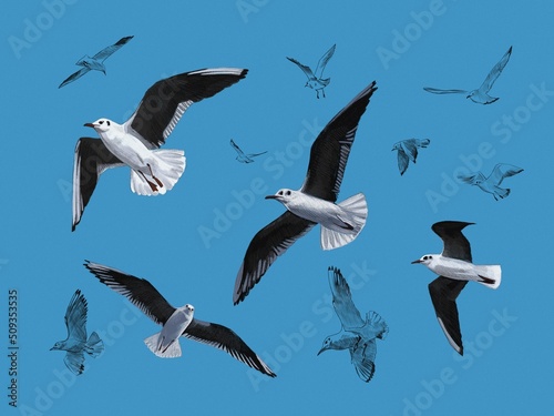 graphic drawn seagulls against the blue sky
