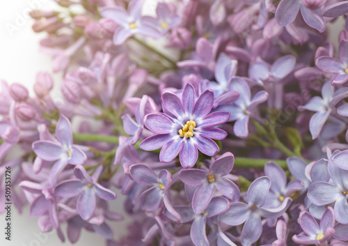 Lilac Syringa flower with rare 10 petals on blossom  sign of a lucky charm.