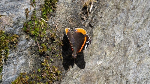 mariposa monarca sobre una roca, alas color marrón, naranja y blanco, grandes ojos marrones, dos antenas y cuatro patas, la coruña, españa, europa