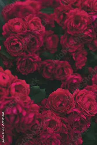 Blooming red roses close-up in garden. Dark moody flowers. Floral background  wallpaper or poster. Vertical orientation.