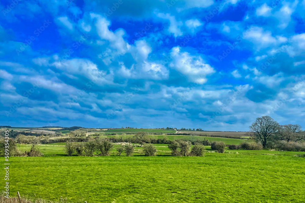 sheep on meadow english countryside