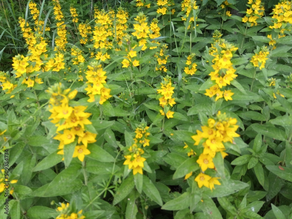 yellow flowers in the garden