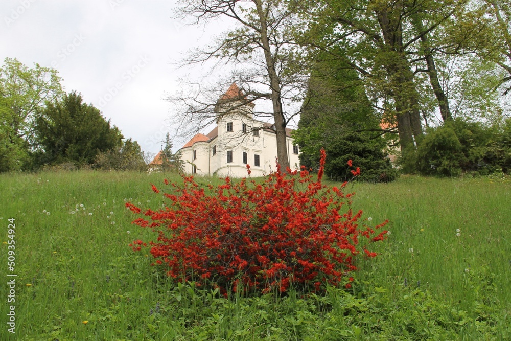 A blossomed tree in the garden of Konopiste Castle, Czech republic