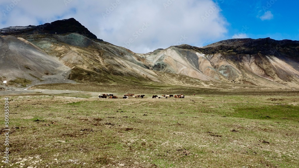Islandpferde in der isländischen Landschaft.