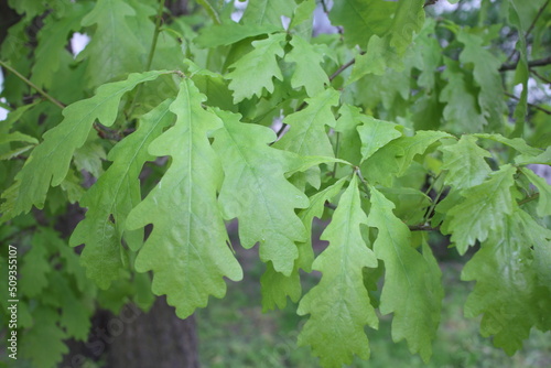 Green oak leaves close up