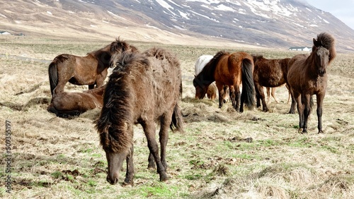Islandpferde in der isländischen Landschaft.