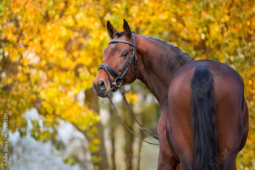 Bay stallion in bridle on fall park photo