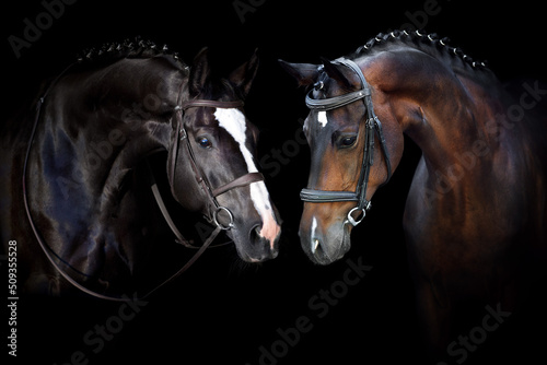 Two Horse portrait in bridle