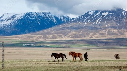 Islandpferde in der isl  ndischen Landschaft.